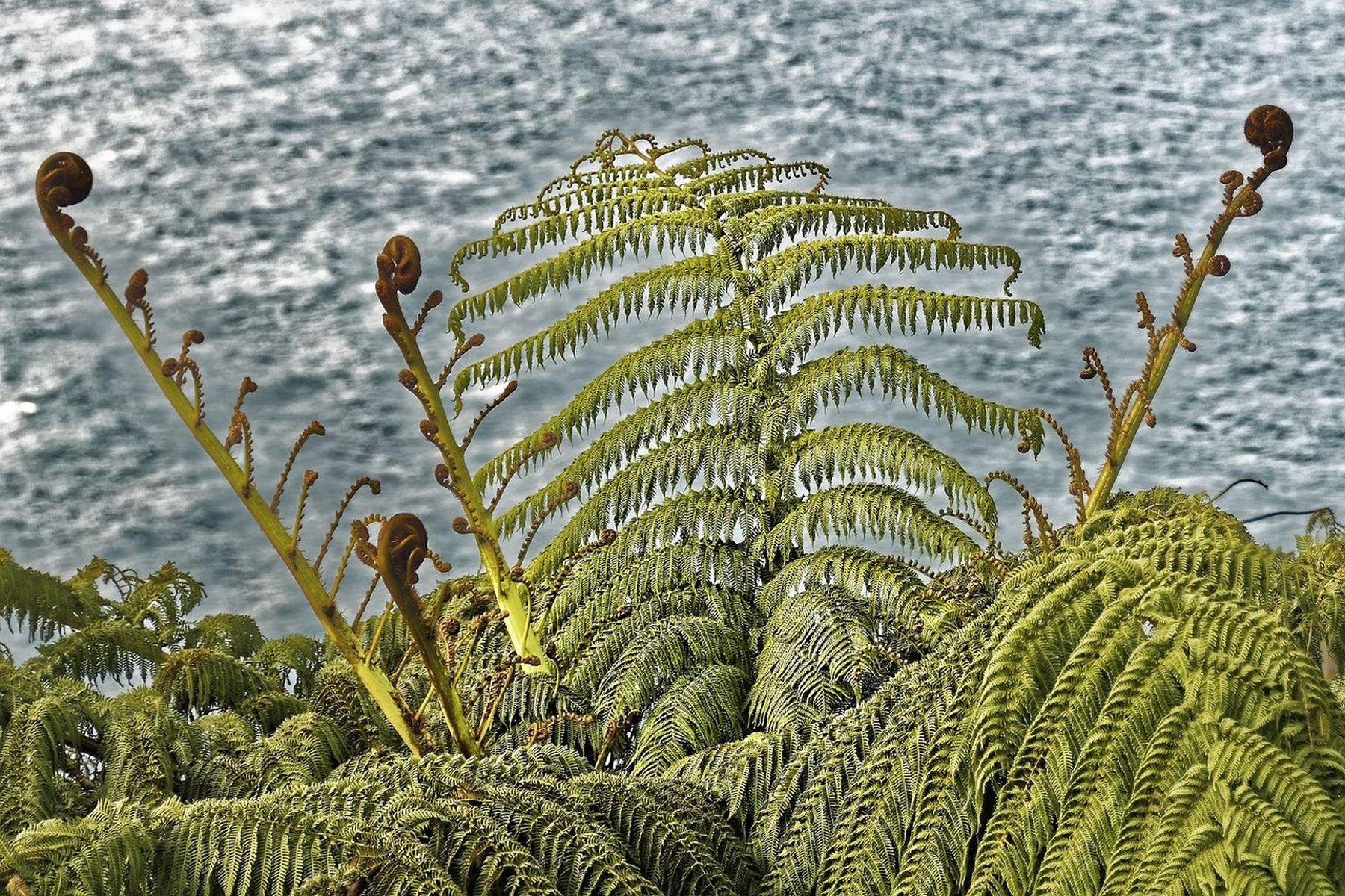 Fern with sea in background