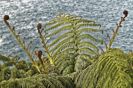 Fern with sea in background