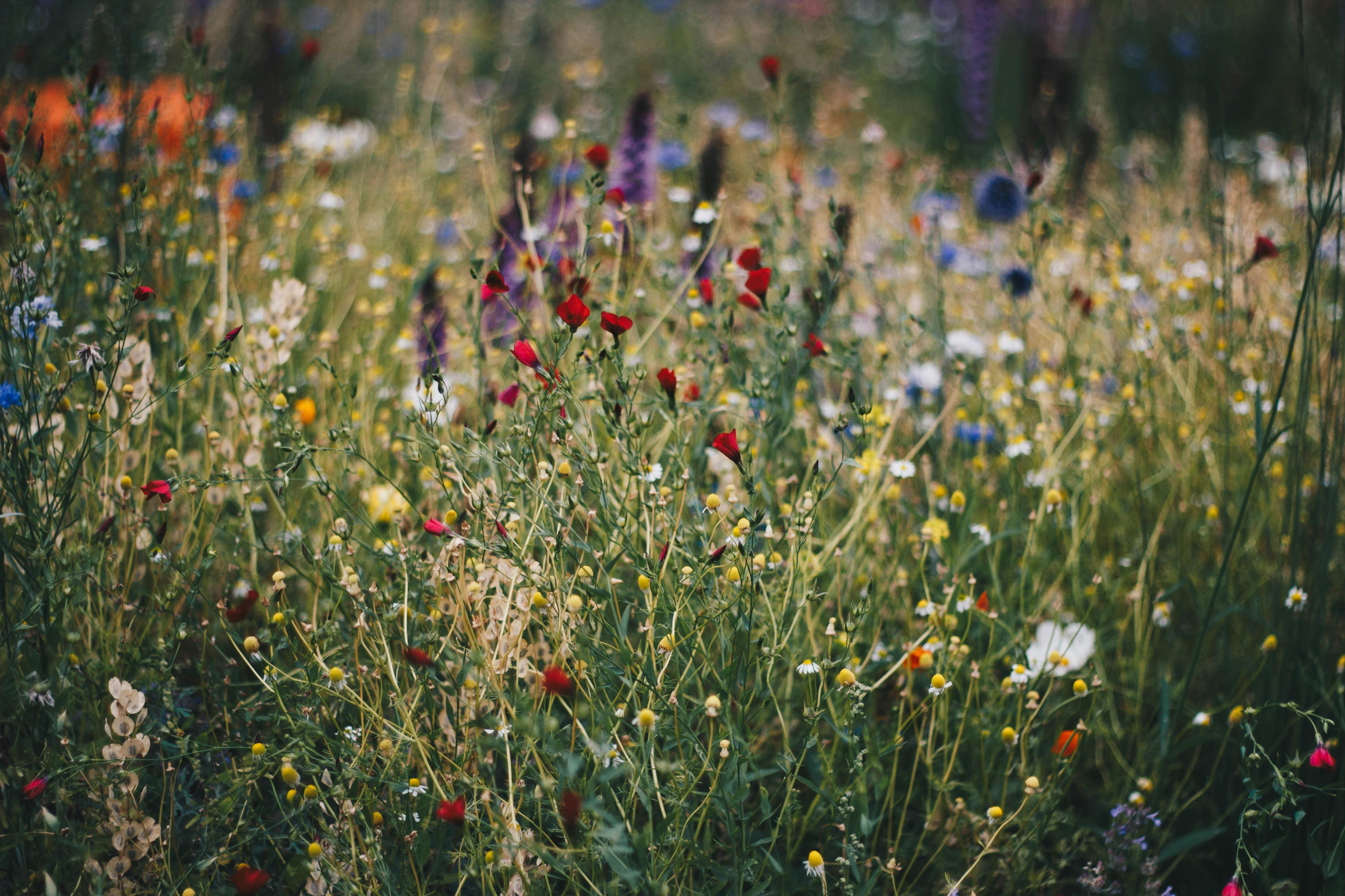 カシニョール 、【BUNCH OF FLOWERS IN MEADOW】 FOGC - Visit to Hyde Mill Coronation Meadow | Gloucester Cathedral