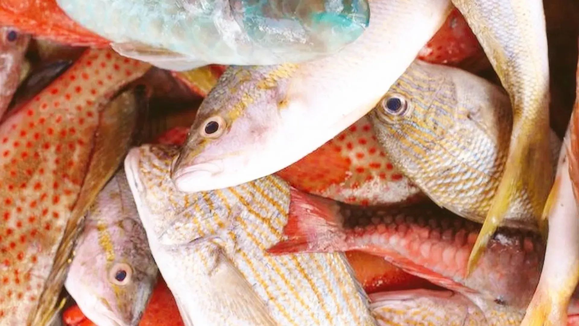 Fish Corner San Bart Reservas, información y próximos eventos