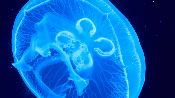 How Much Does A Biology Tutor Cost?