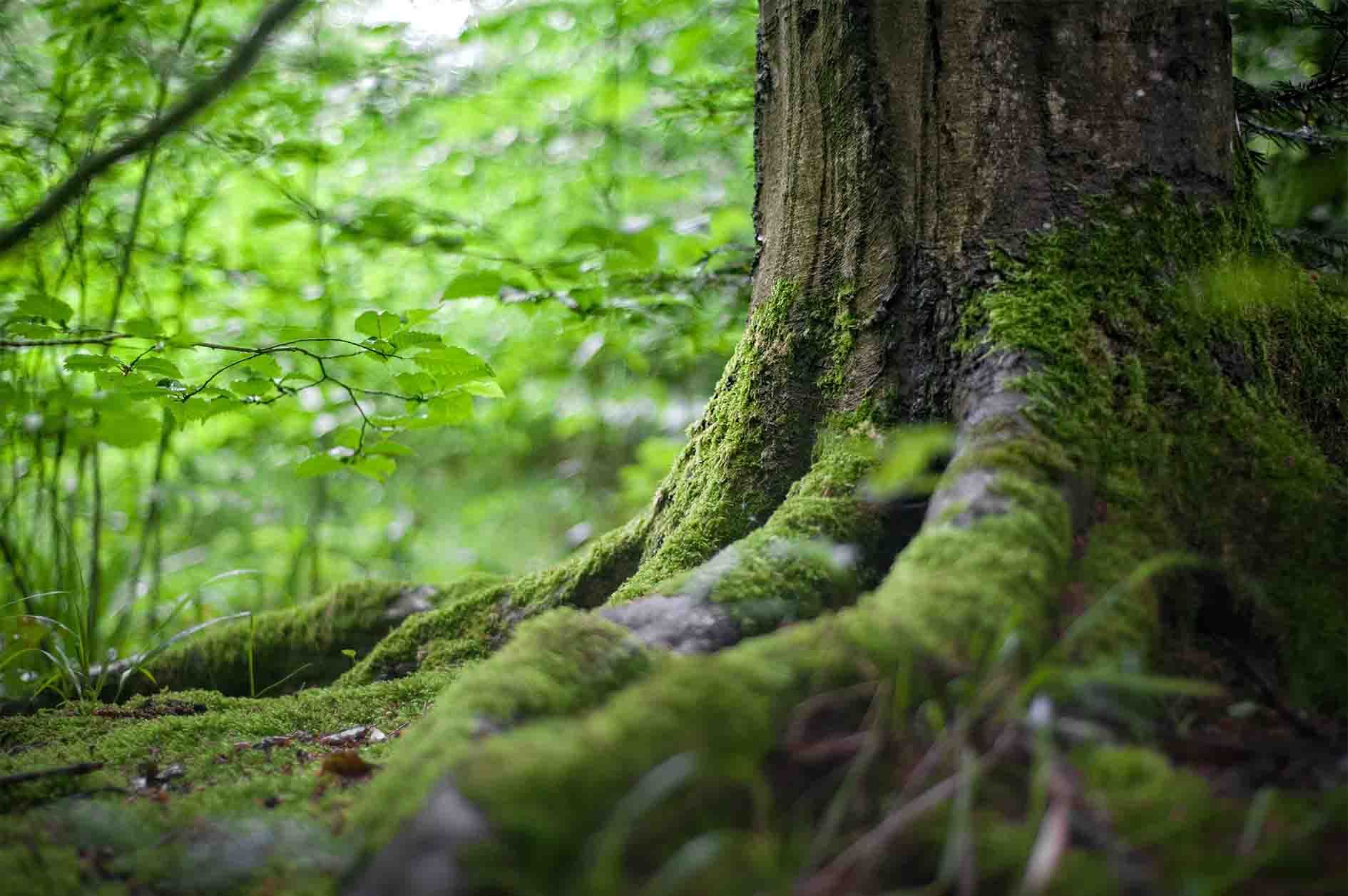 Waldbaum mit Wurzeln