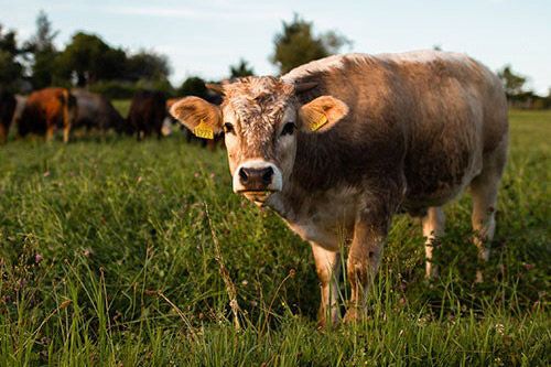 kuh vegan leben