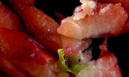 Baltz Mengis – Team Fluctus