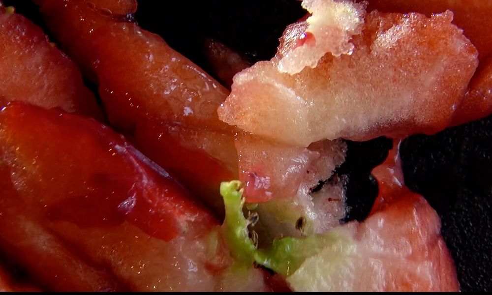 Baltz Mengis – Team Fluctus