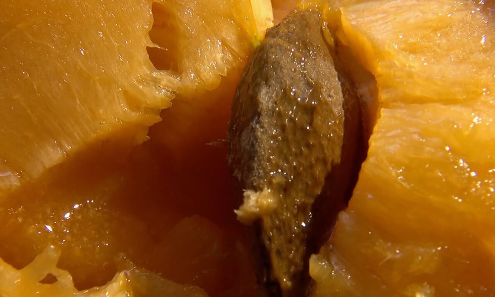 Baltz Mengis – Team Fluctus