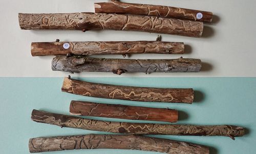 Bork – Nicole Brugger