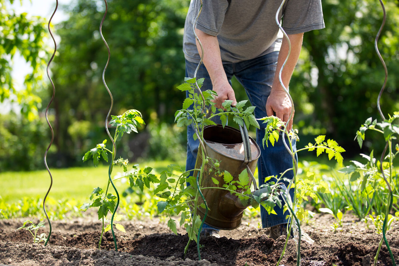 Senior man watering his garden