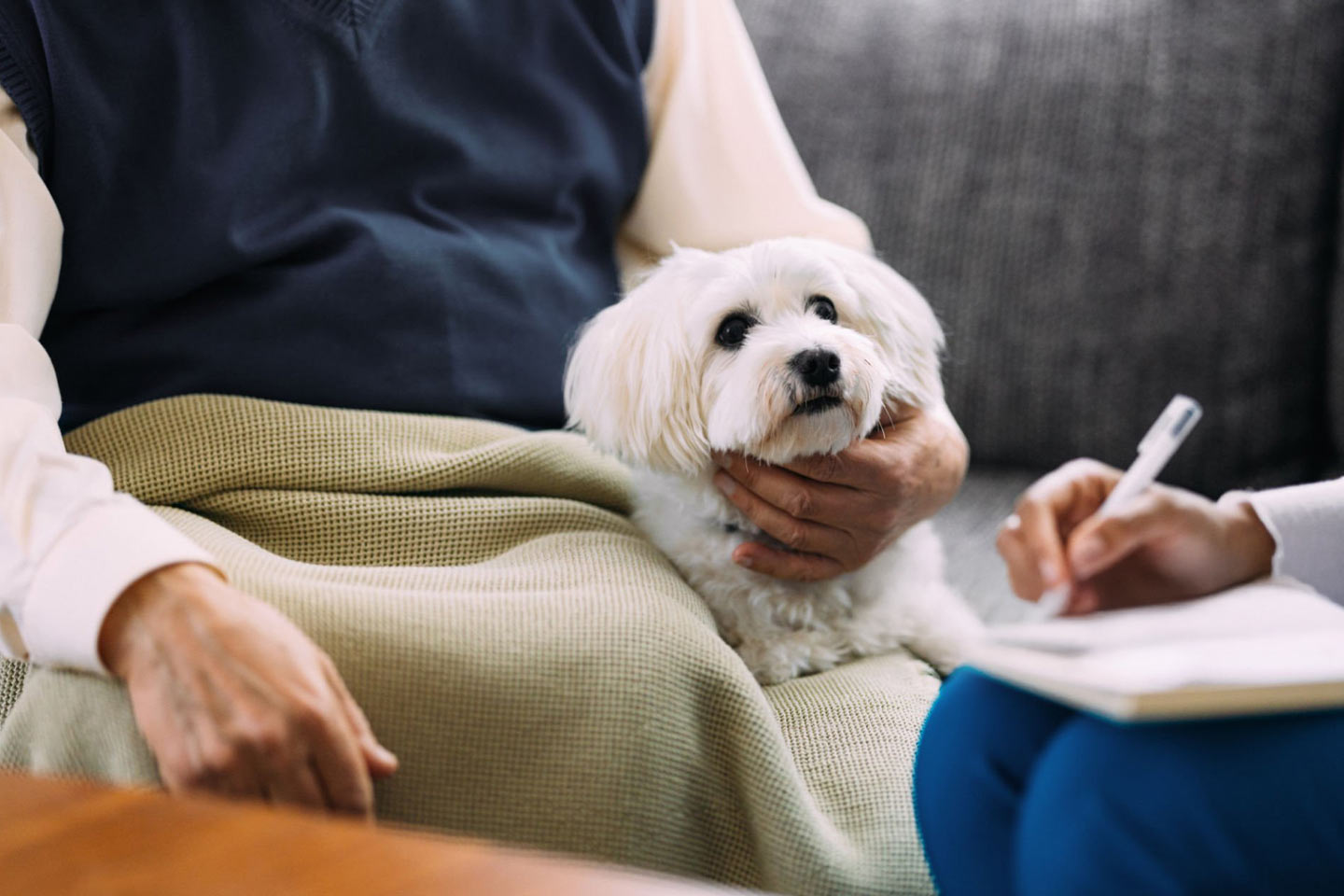 Photo of a little white dog sitting next to its owner's lap