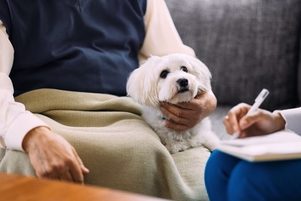 Photo of a little white dog sitting next to its owner's lap