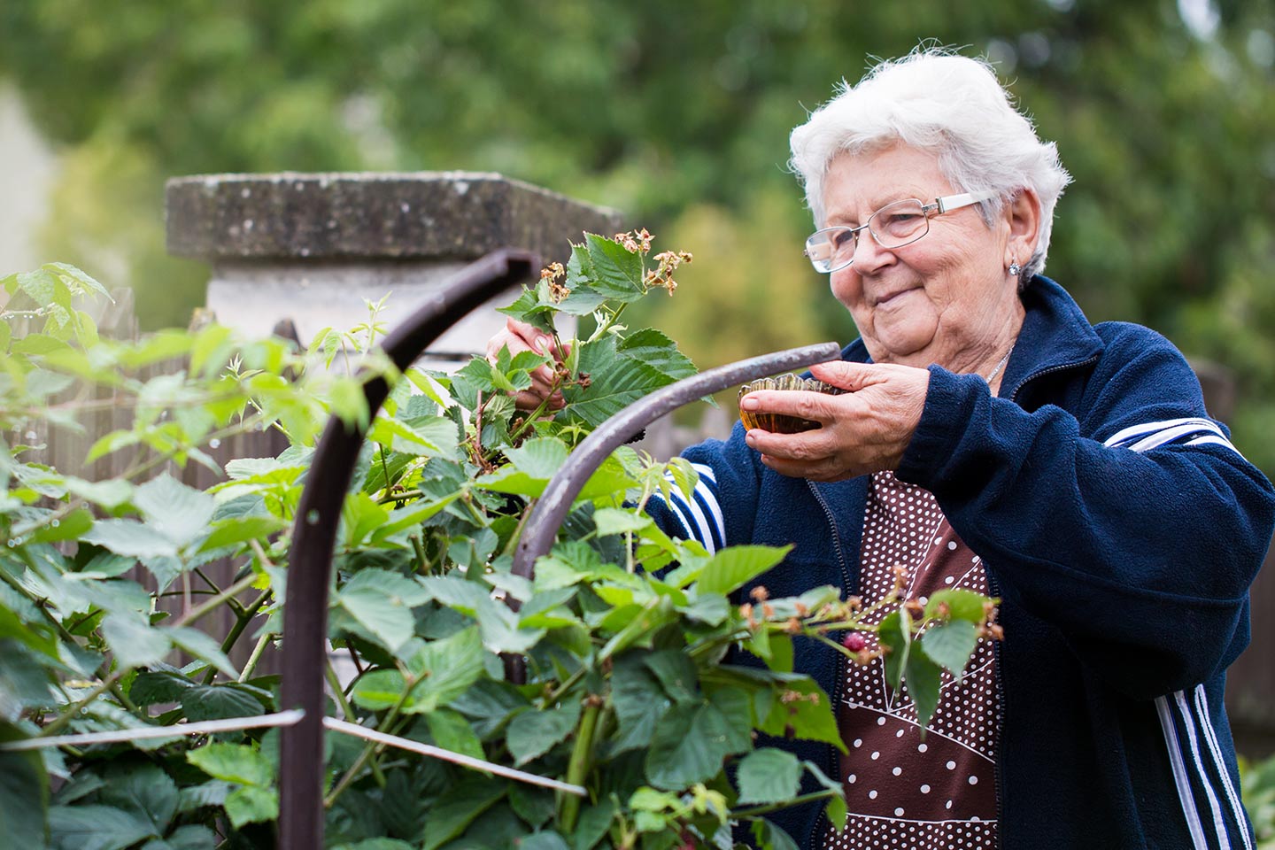 Photo of a woman collecting berries from a garden