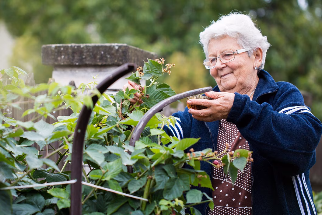 Photo of a woman collecting berries from a garden