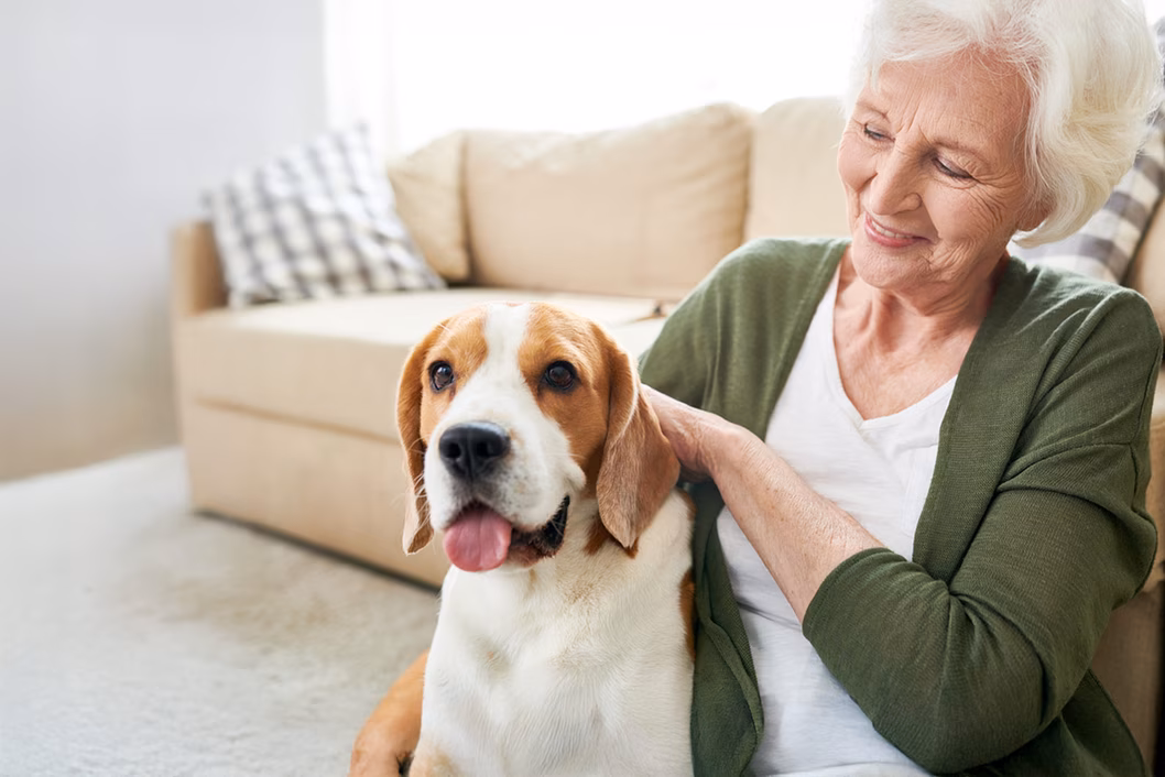 Photo of a smiling woman patting a pet beagle