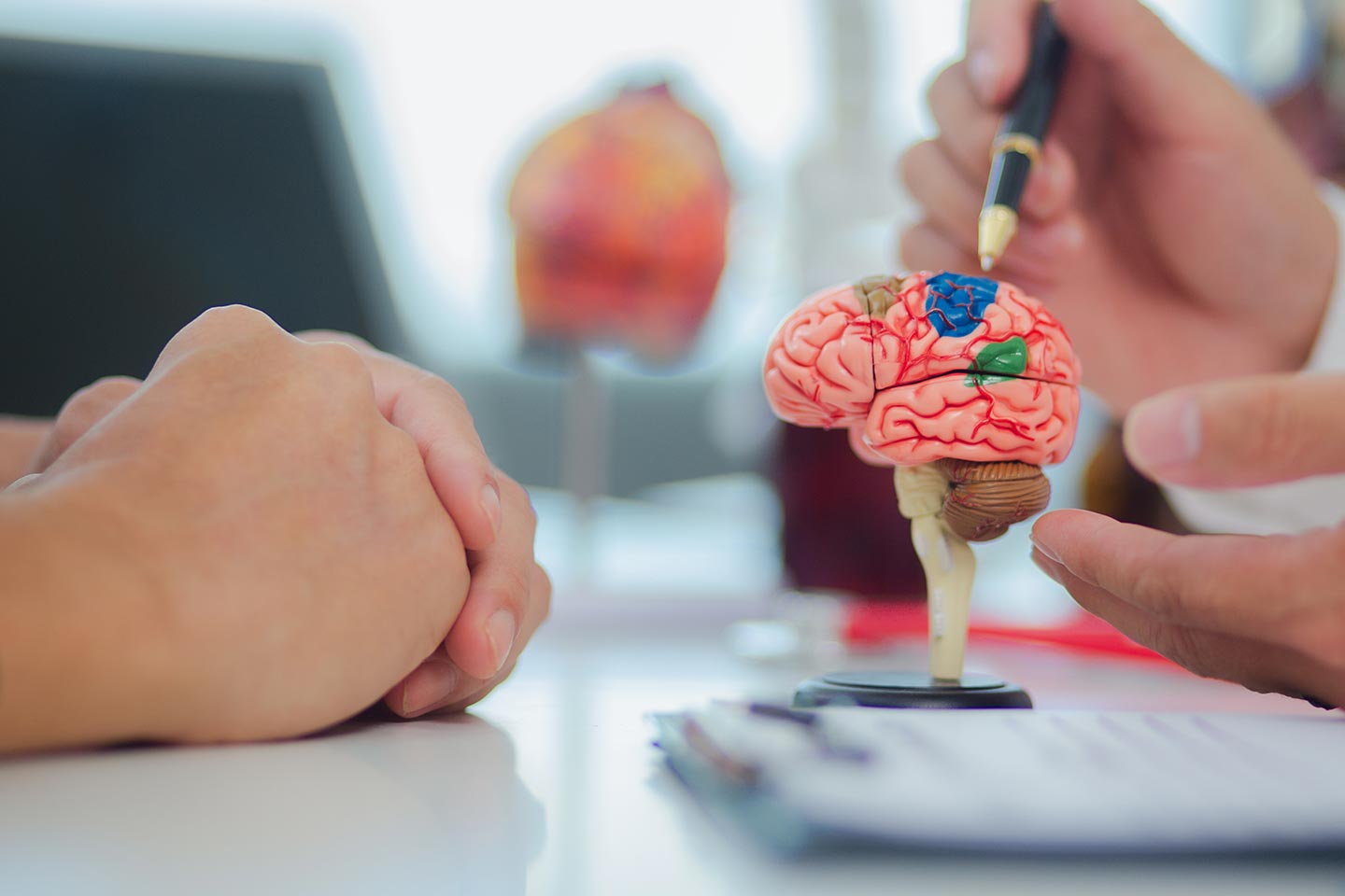 Photo of a miniature brain model and hands