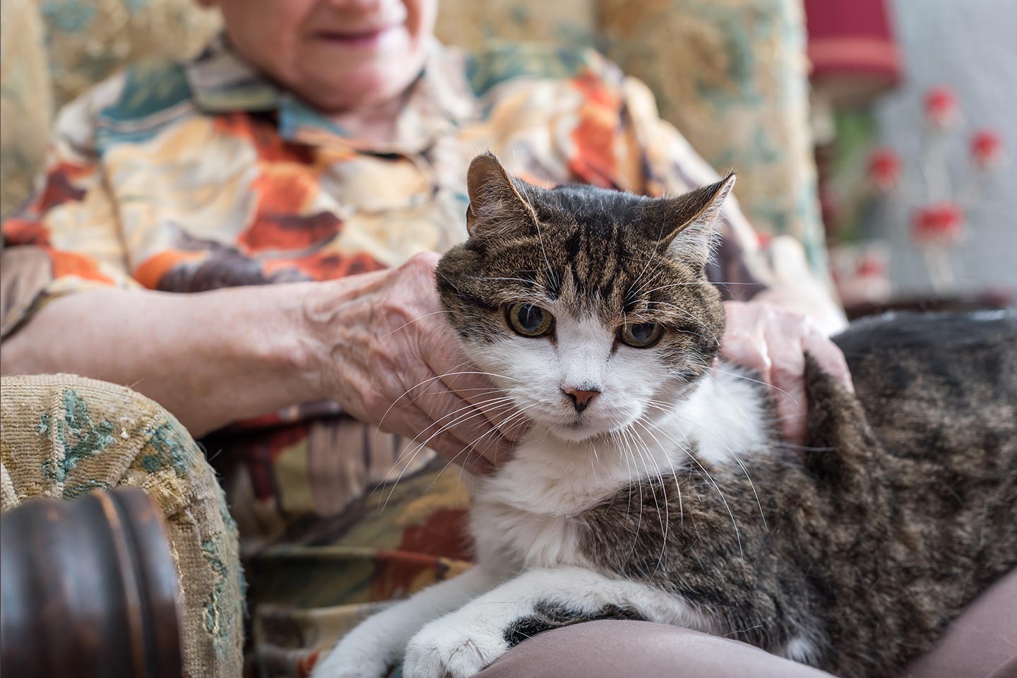 Photo of a tabby cat sitting on a woman's lap