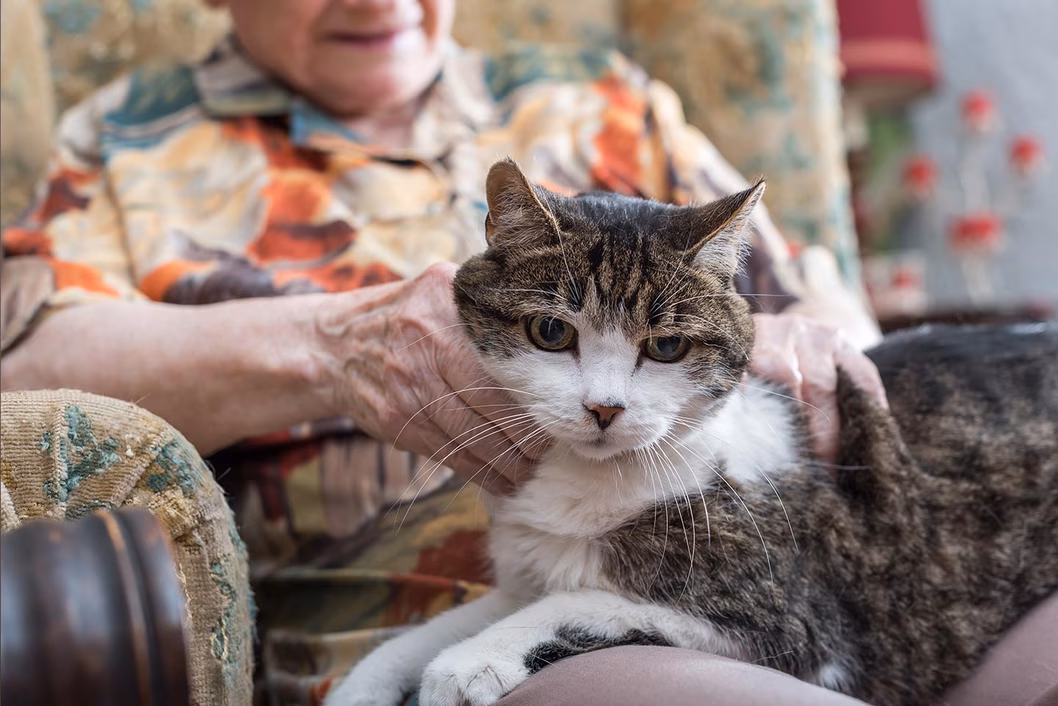 Photo of a tabby cat sitting on a woman's lap