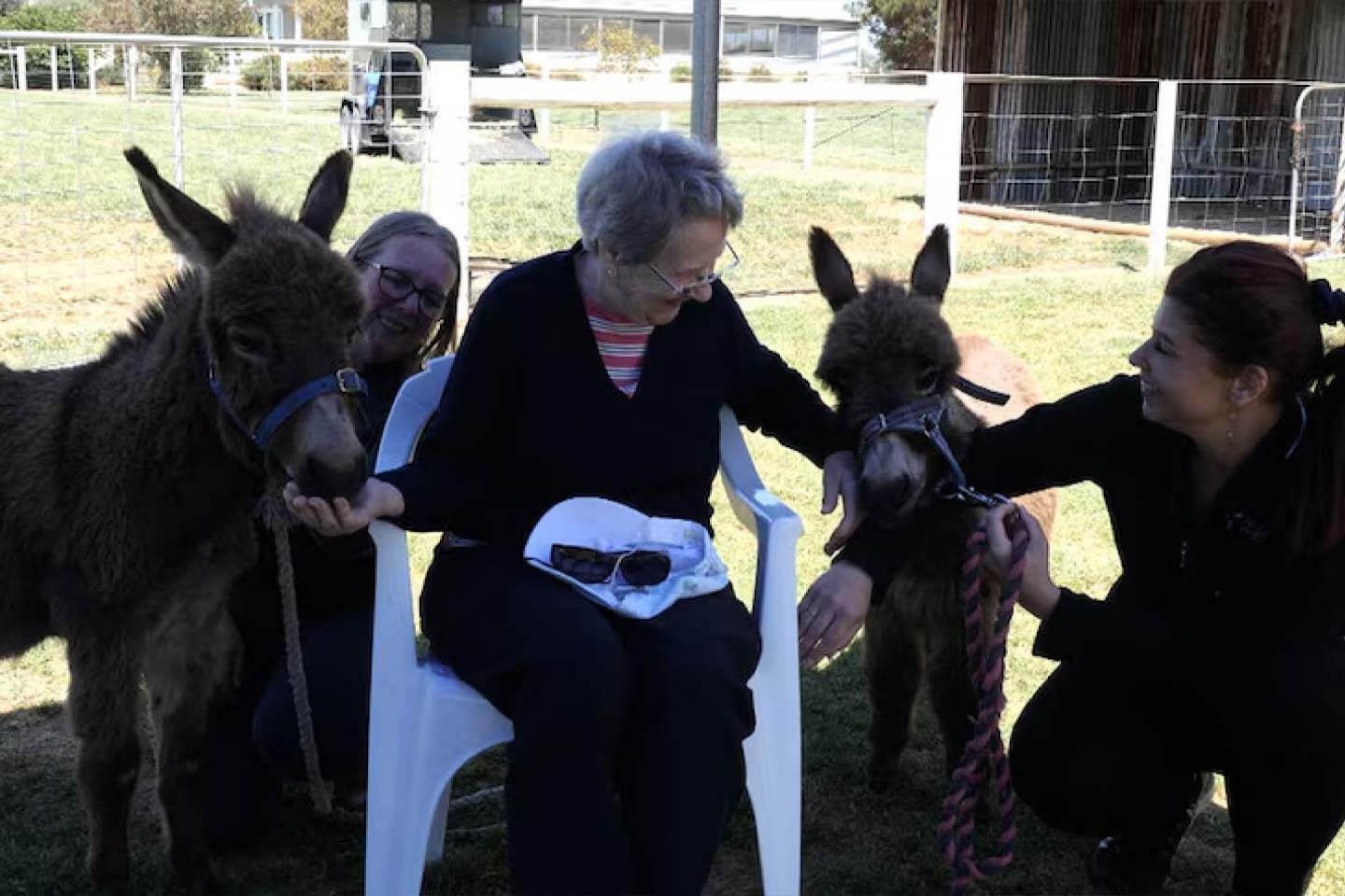 Photo of mini donkeys being patted by helpers and a lady in a chair