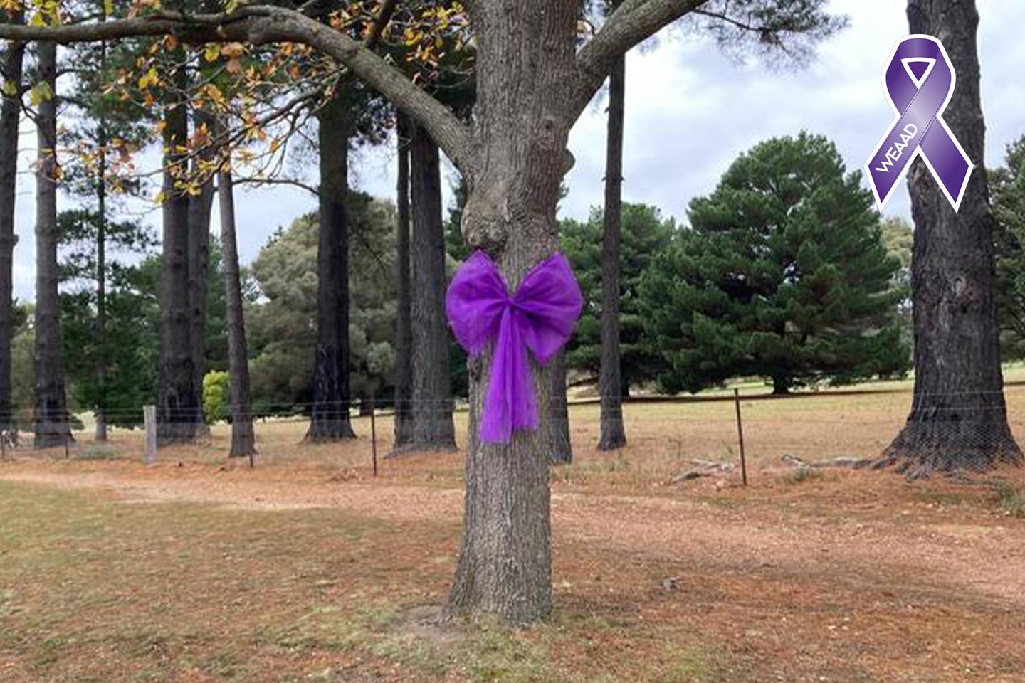 Photo of a tree with a large purple bow tied to its trunk