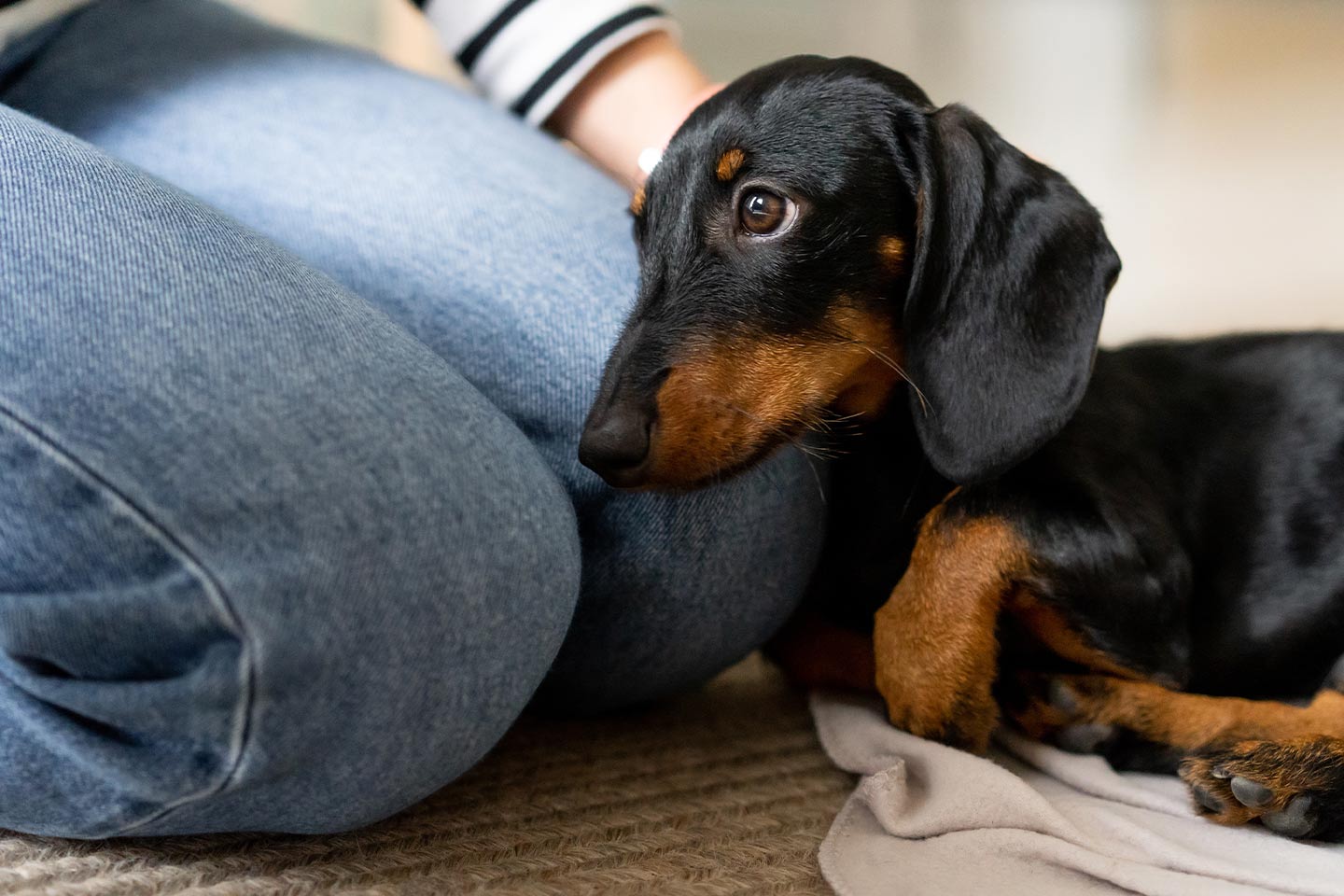 Photo of a black and tan sausage dog