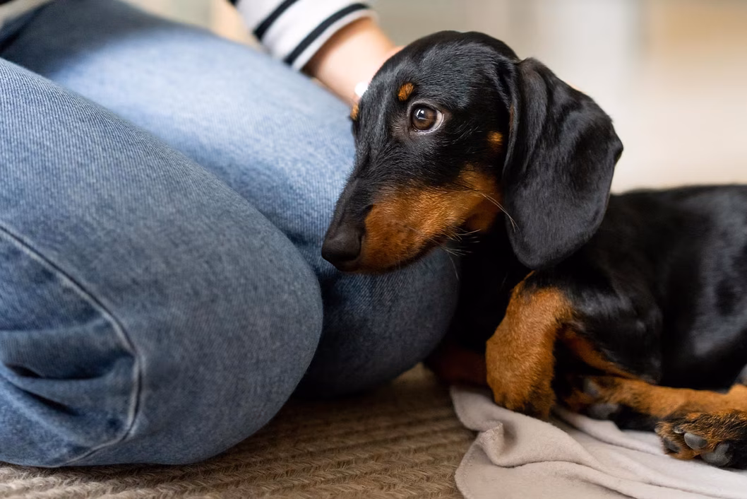 Photo of a black and tan sausage dog
