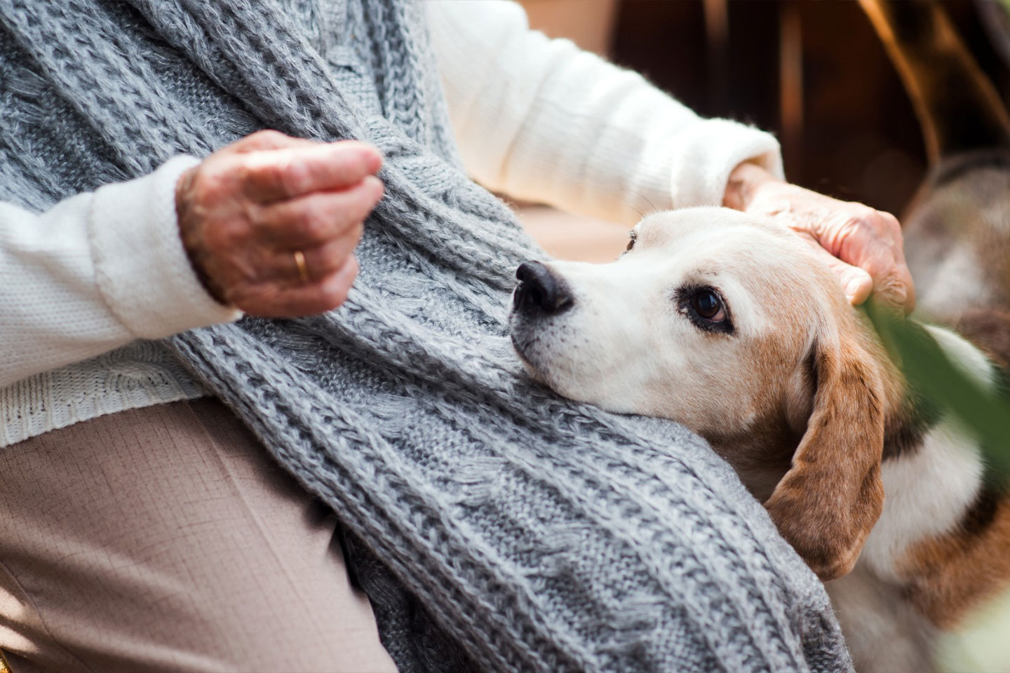Photo of a seated person patting their beagle