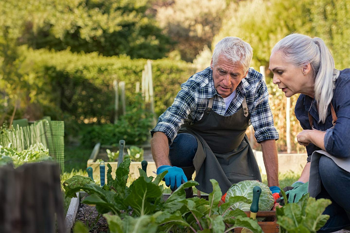 Photo of older couple tending a veggie garden