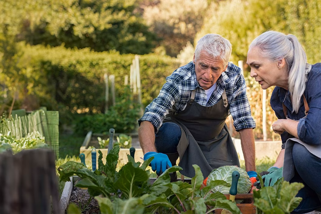 Photo of older couple tending a veggie garden