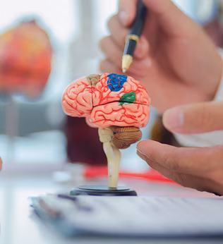 Photo of a miniature brain model and hands