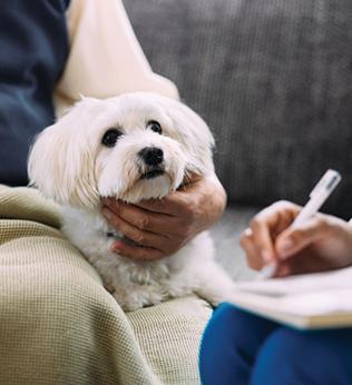 Photo of a little white dog sitting next to its owner's lap