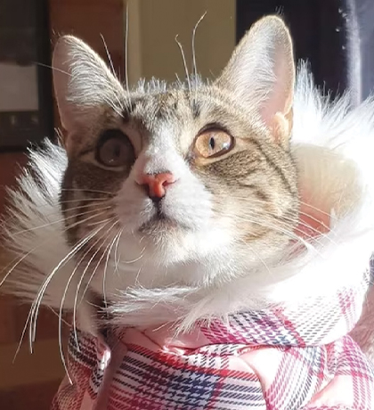 Photo of domestic tabby cat wearing cosy jacket