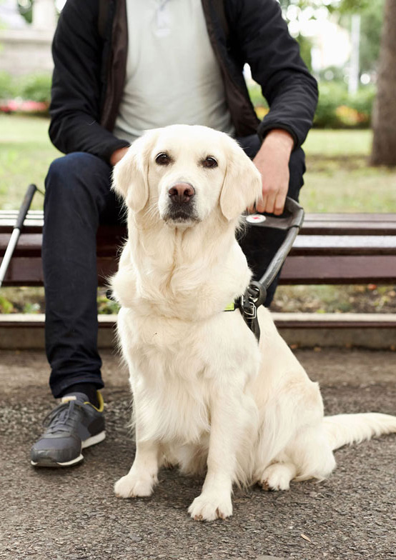 Guide dog