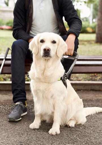 Guide dog