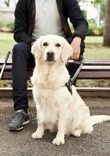Guide dog