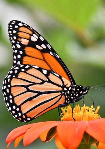 Orange butterfly