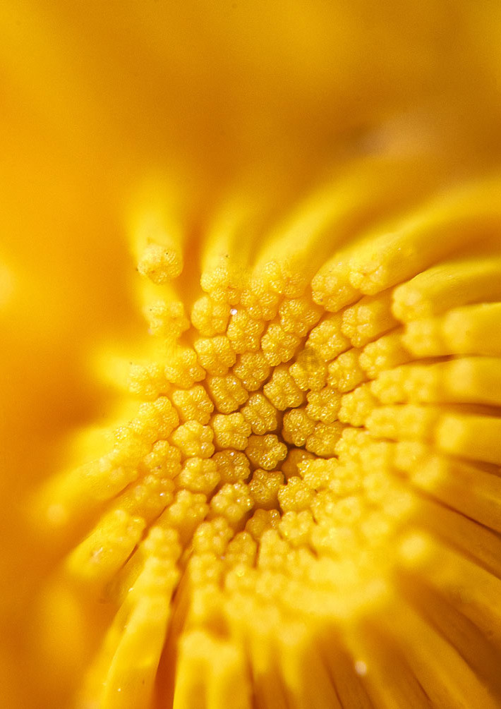Close up of yellow flower