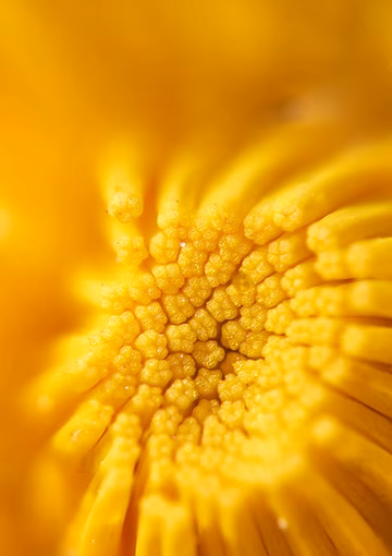 Close up of yellow flower