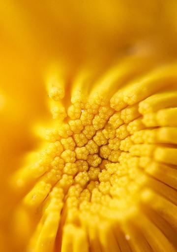 Close up of yellow flower
