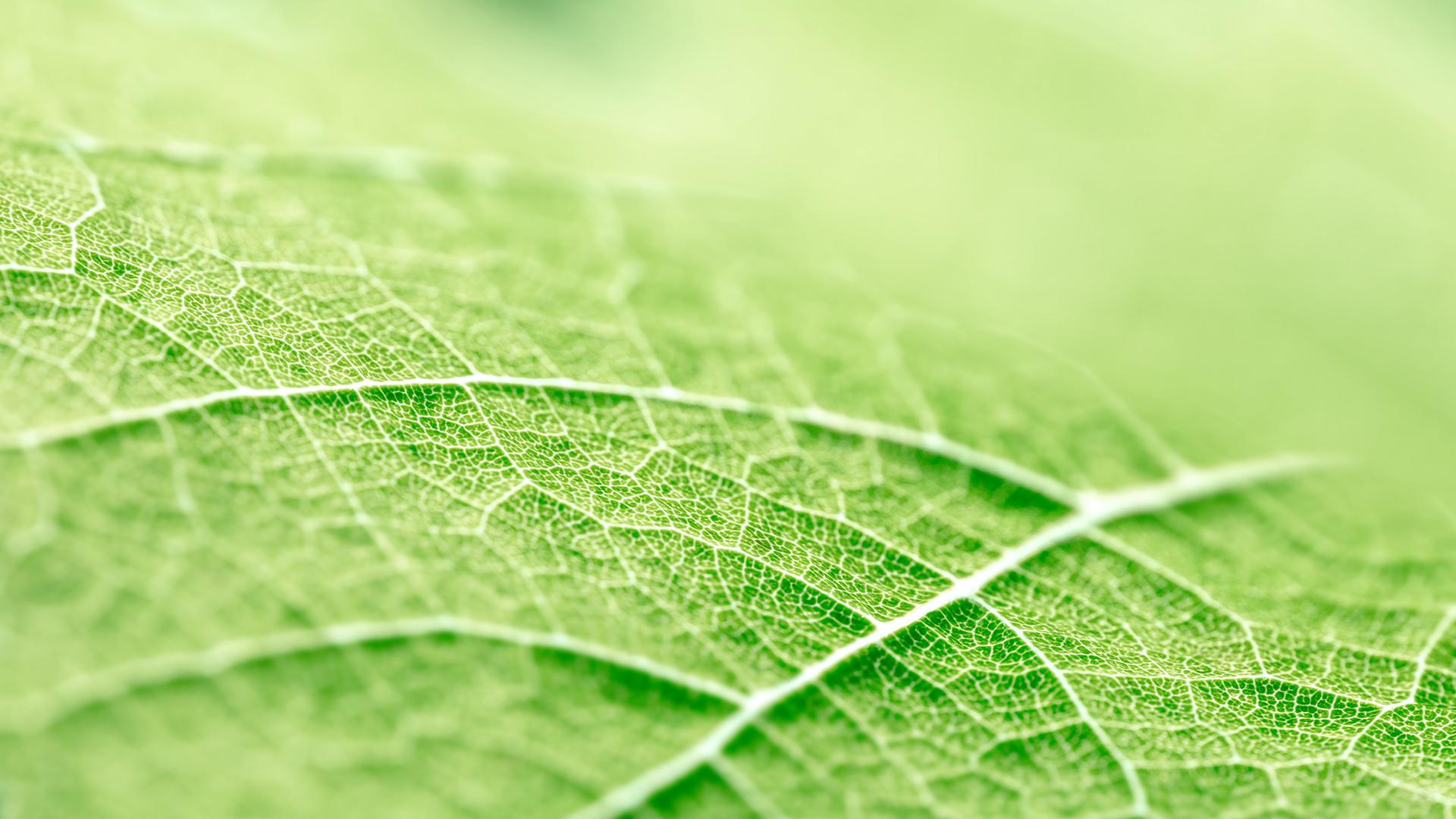 Green leaf