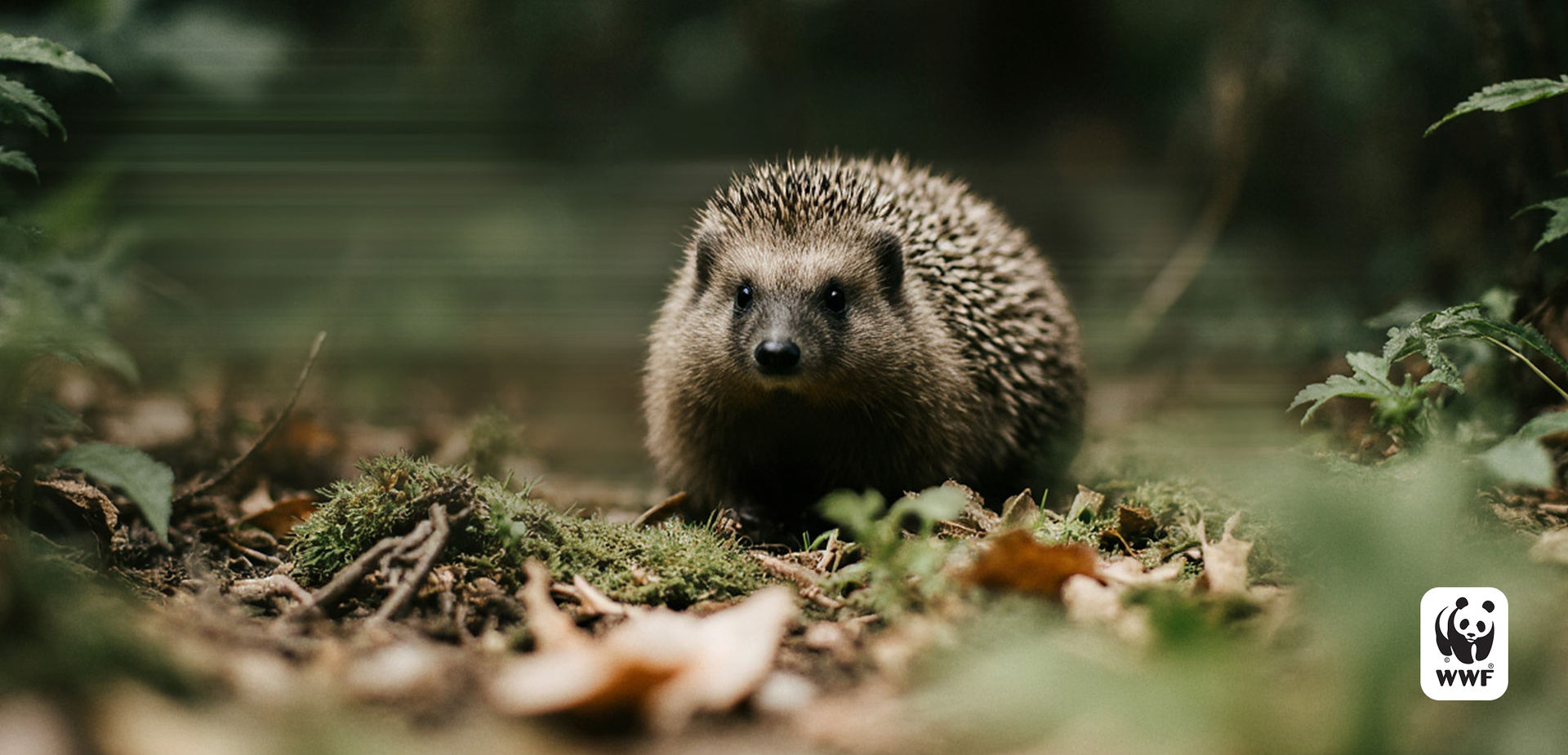 A hedgehog stands alert on a forest floor surrounded by leaves and moss, with the WWF logo in the bottom right corner.