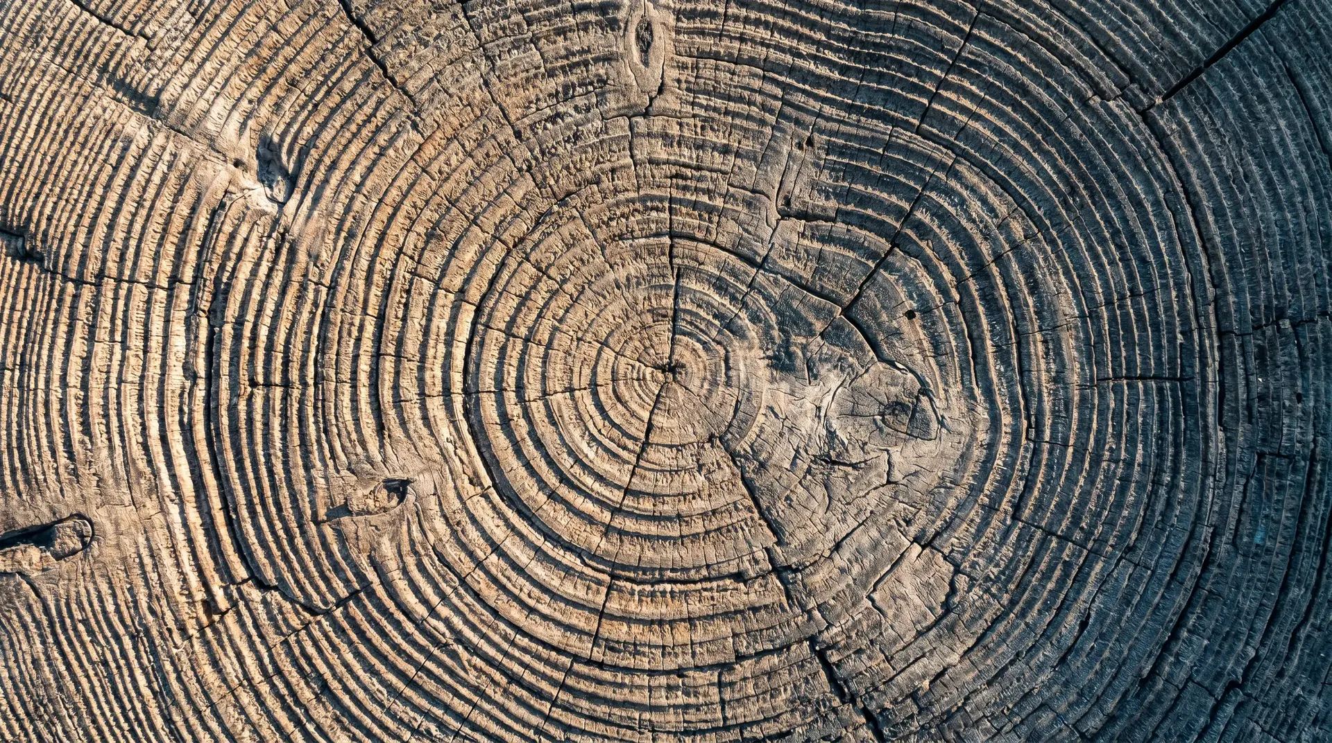 Close-up of a tree stump showing concentric growth rings and textured bark, illustrating the tree's age and natural patterns.