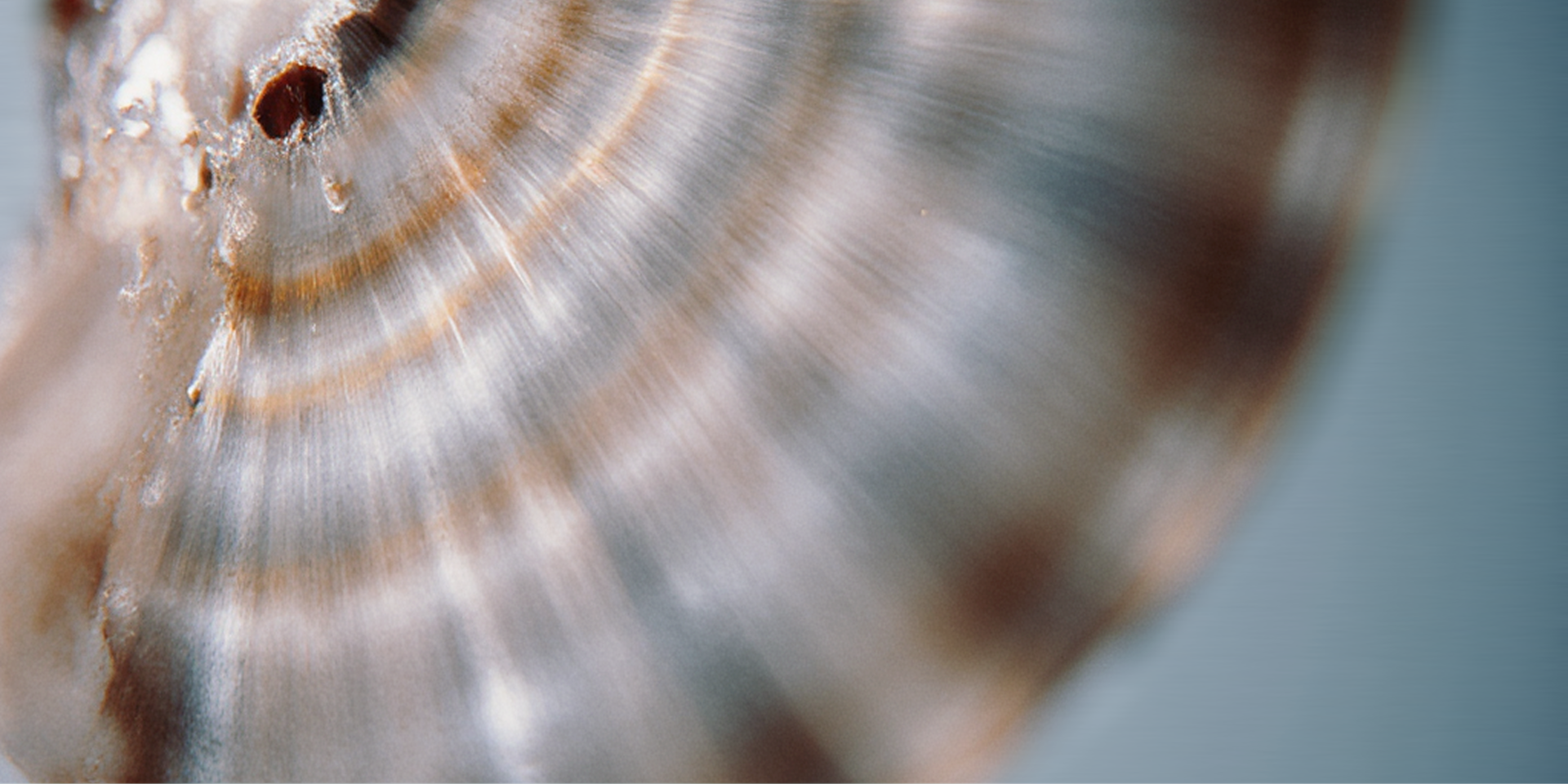 Close-up of a spiral seashell with iridescent brown and white bands, showing fine textures and details on a subtle blue background.