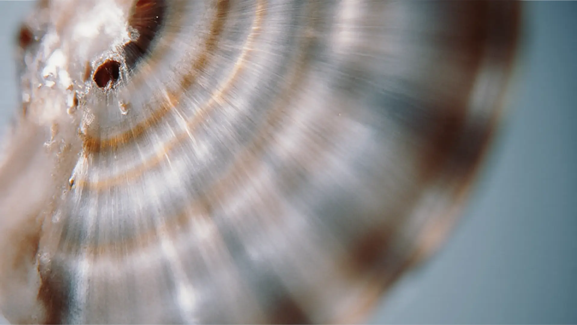 Close-up of a seashell showing intricate brown and white spirals with a smooth, glossy texture.