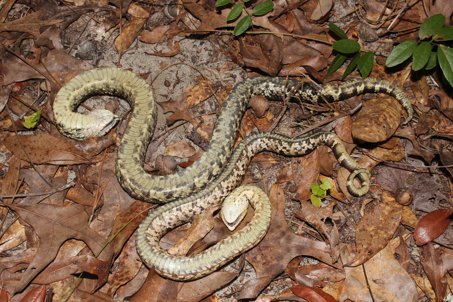 eastern-hognose-snakes-