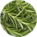 Rosemary Extract