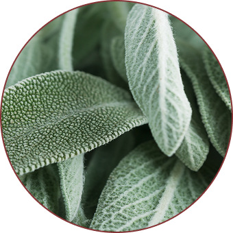 Sage Extract