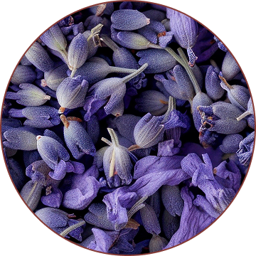 Lavender
