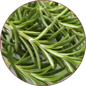 Rosemary Extract
