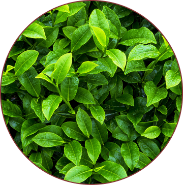 L-theanine