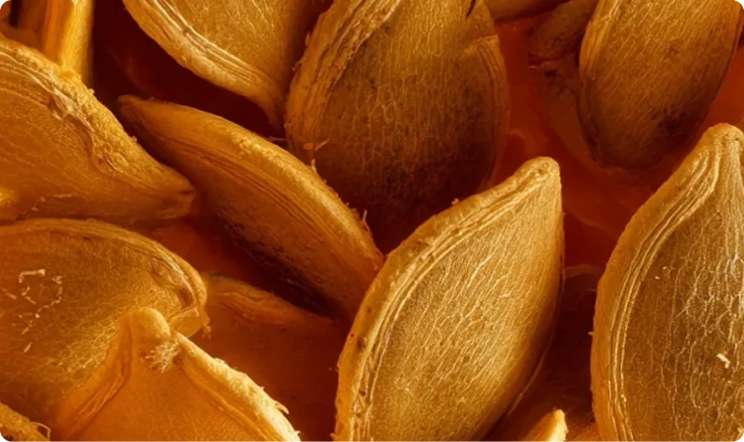 Seeds of Cucurbita Pepo