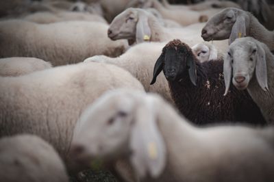 A New Approach to Anomaly Detection